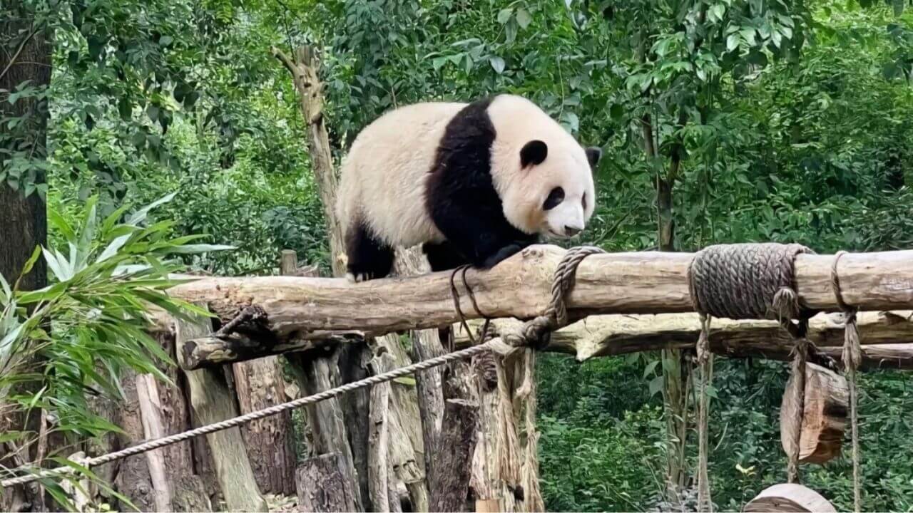 Giant Panda